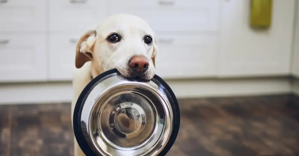 Best food for pregnant dogs hungry
