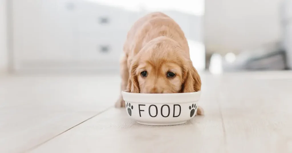 Best food for pregnant dogs puppie