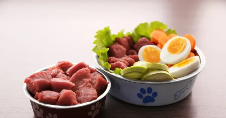 Best food for pregnant dogs