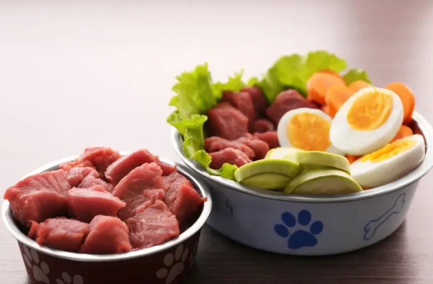 Best food for pregnant dogs
