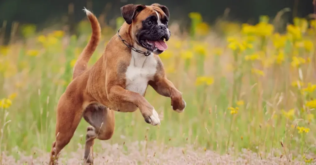 most reactive dog breeds boxers