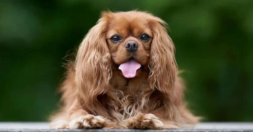 most reactive dog breeds Cavalier King Charles Spaniels