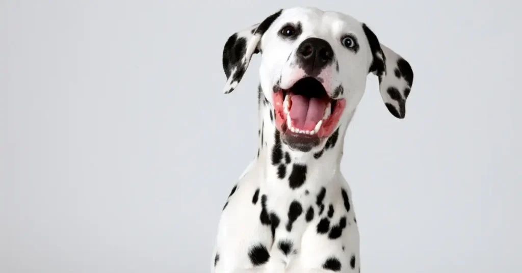 most reactive dog breeds dalmatians
