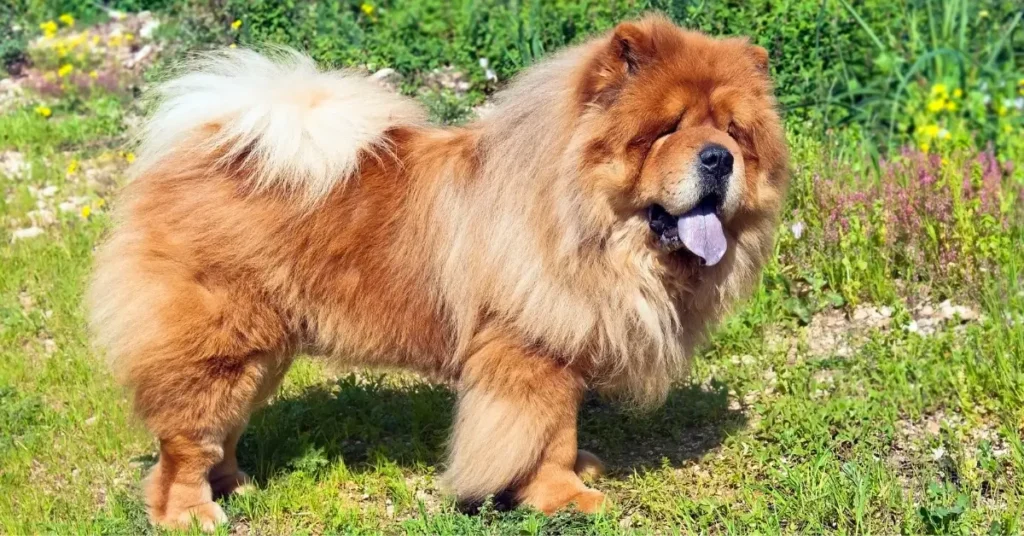 fluffy dog names chow chow