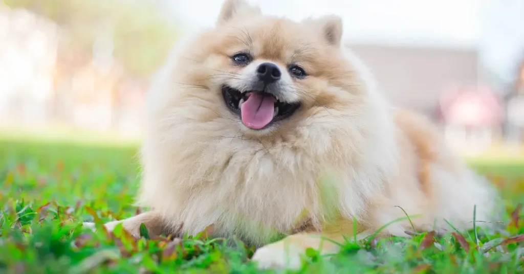 fluffy dog names Pomeranian