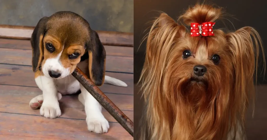 funniest dog breeds Beagle und Yorkshire Terrier