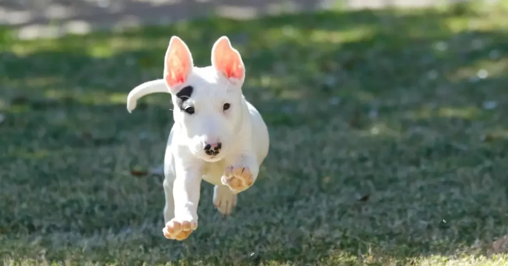 funniest dog breeds Bull Terriers