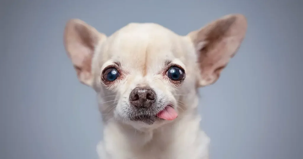 funniest dog breeds Chihuahuas