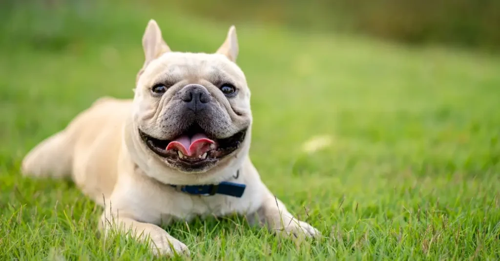 funniest dog breeds French Bulldogs