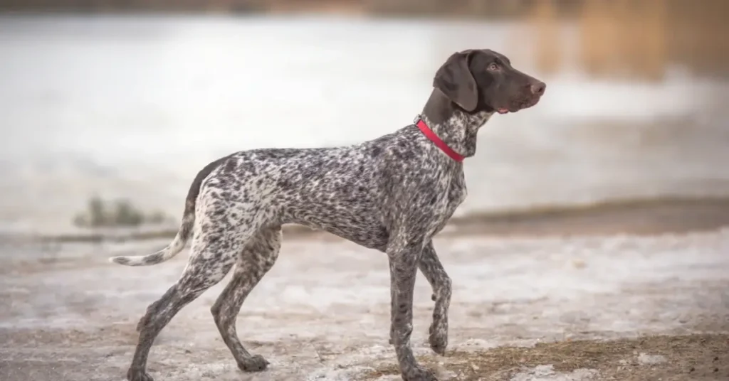 most reactive dog breeds german shorthaired pointers