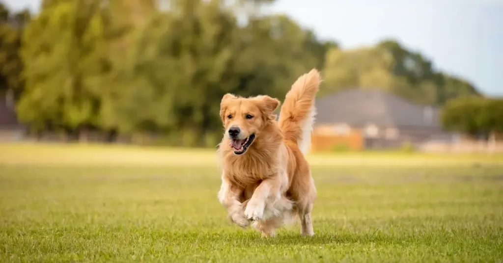 most reactive dog breeds golden retrievers