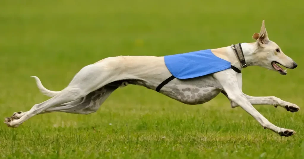 most reactive dog breeds greyhounds