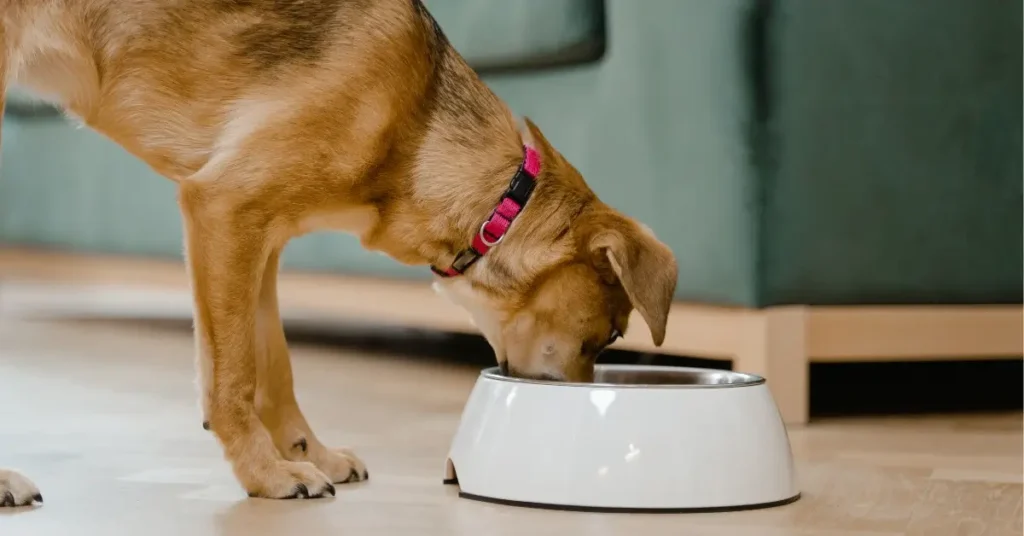 How Much Wet Food to Feed a Dog food