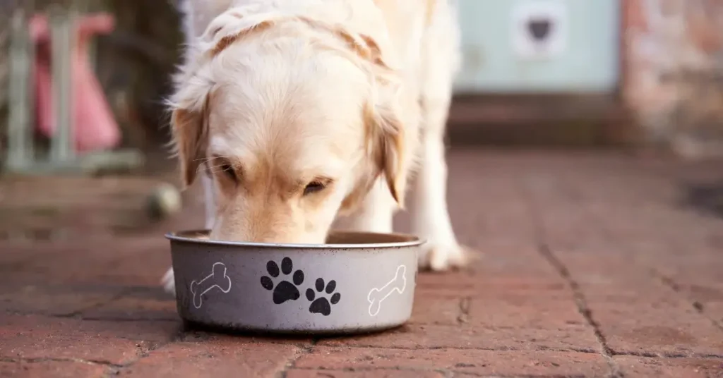 How Much Wet Food to Feed a Dog