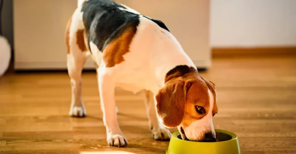 How Much Wet Food to Feed a Dog beagle