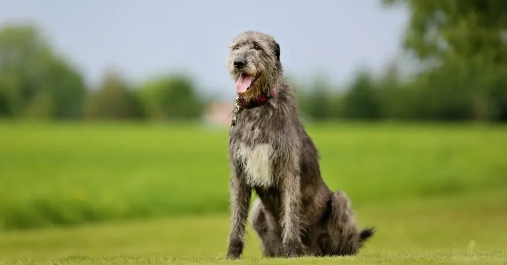 most reactive dog breeds irish wolfshounds