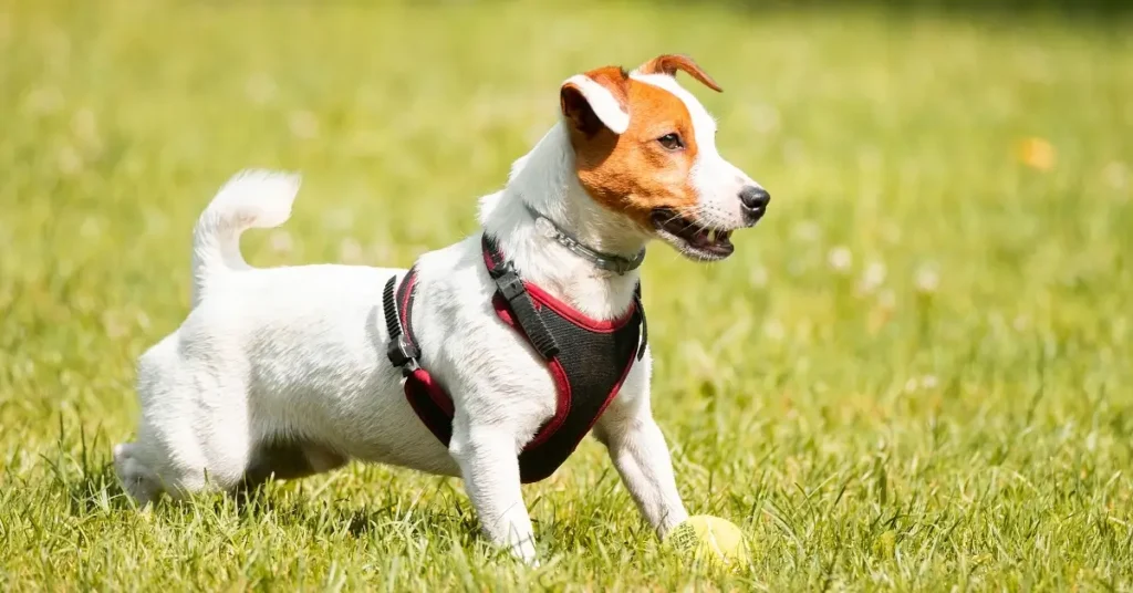 most reactive dog breeds jack russell terriers