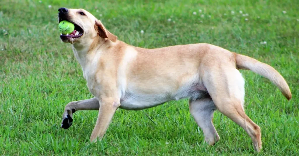 most reactive dog breeds labrador retrievers