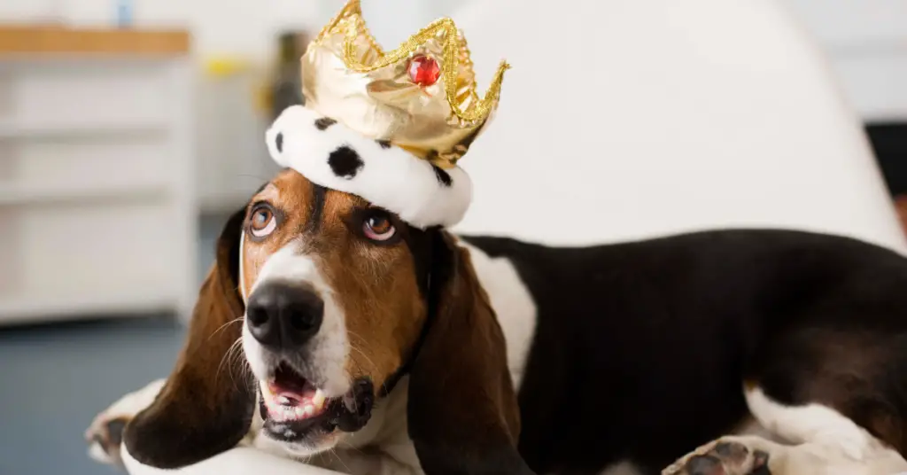 Dog Names From Game Of Thrones King