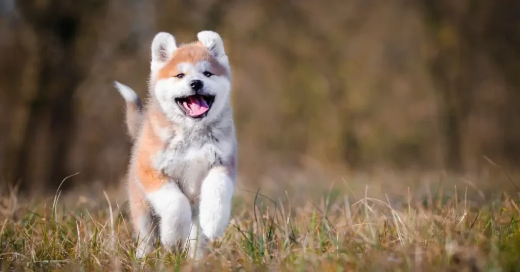 Dog Breeds That Look Like Huskies Akita Inu