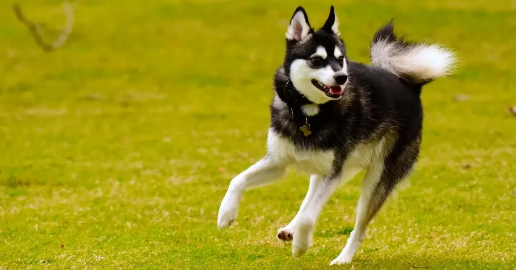 Dog Breeds That Look Like Huskies Alaskan Klee Kai