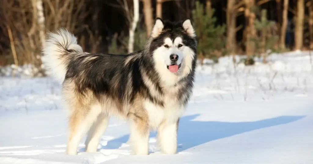 Dog Breeds That Look Like Huskies Alaskan Malamute
