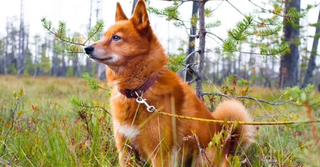 Dog Breeds That Look Like Huskies Finnish Spitz
