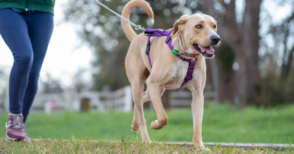 How to Stop a Dog From Pulling on a Leash 10