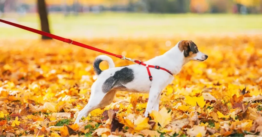 How to Stop a Dog From Pulling on a Leash 8
