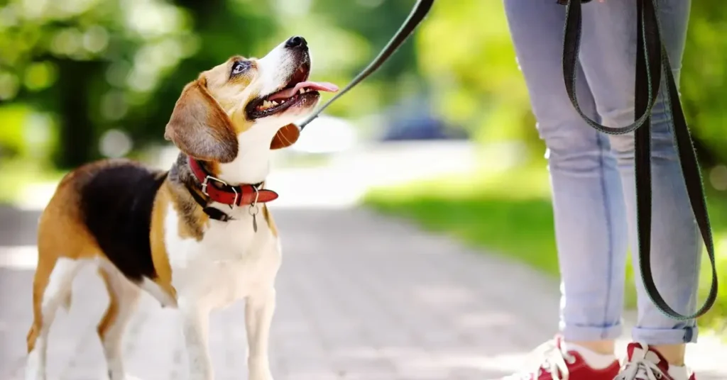 How to Stop a Dog From Pulling on a Leash 9