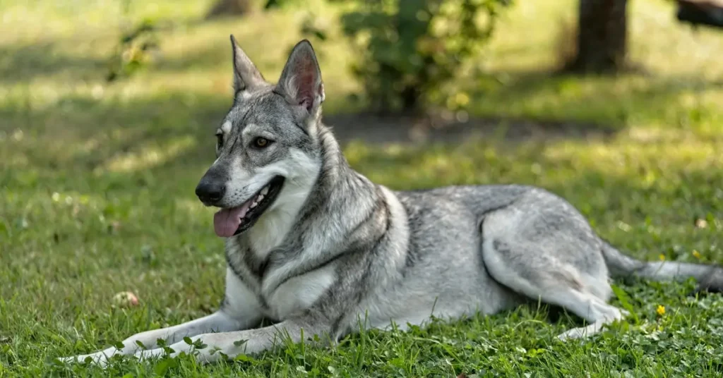 Dog Breeds That Look Like Huskies Saarloos Wolfdog
