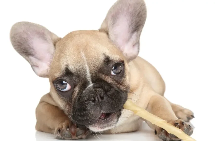 12 Of The Best Dental Chew Sticks for Dogs: Find the Perfect Bite for Your Pet’s Oral Health! 2024