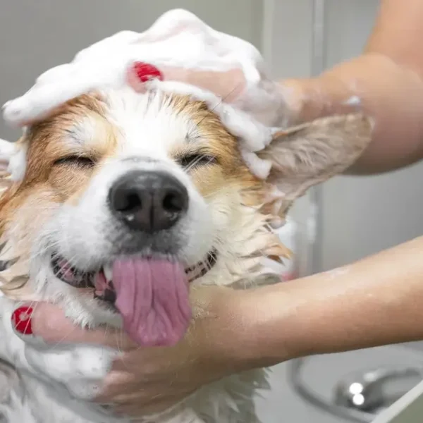 Excitedly Revealing the Best Smelling Dog Shampoo for 2024
