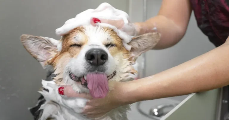 Best smelling dog shampoo
