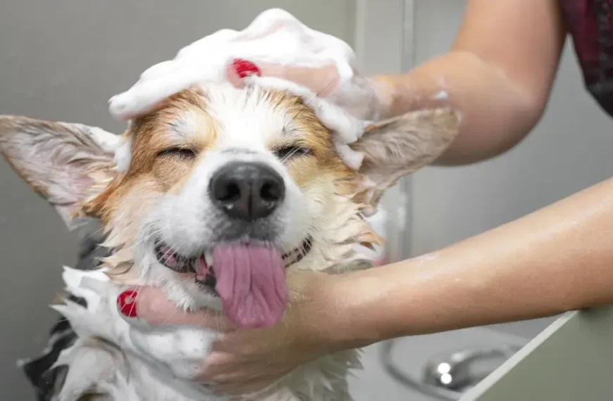 Excitedly Revealing the Best Smelling Dog Shampoo for 2024