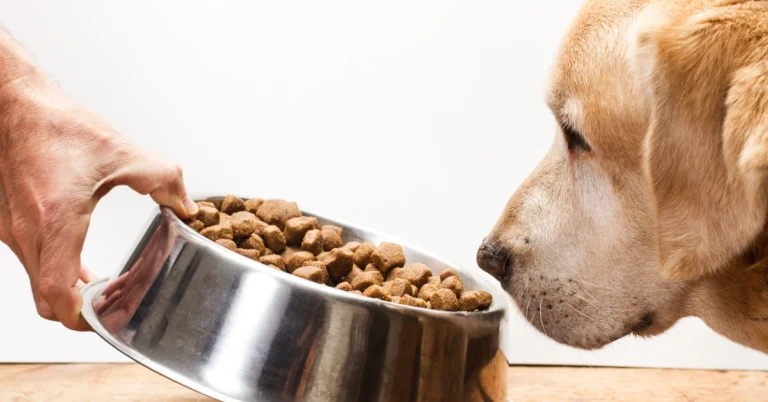 best dog food for sensitive stomach