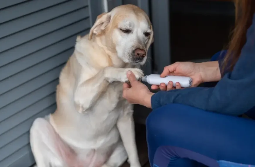 Discover the Ultimate Paw-Perfecting Tool: 10 Of The Best Dog Nail Grinder For Safe And Stress-Free Grooming in 2024