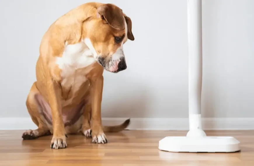 Say Goodbye To Pet Hair Woes: Unveiling The Ultimate Guide To The Best Vacuum For Dog Hair Cleanup in 2024