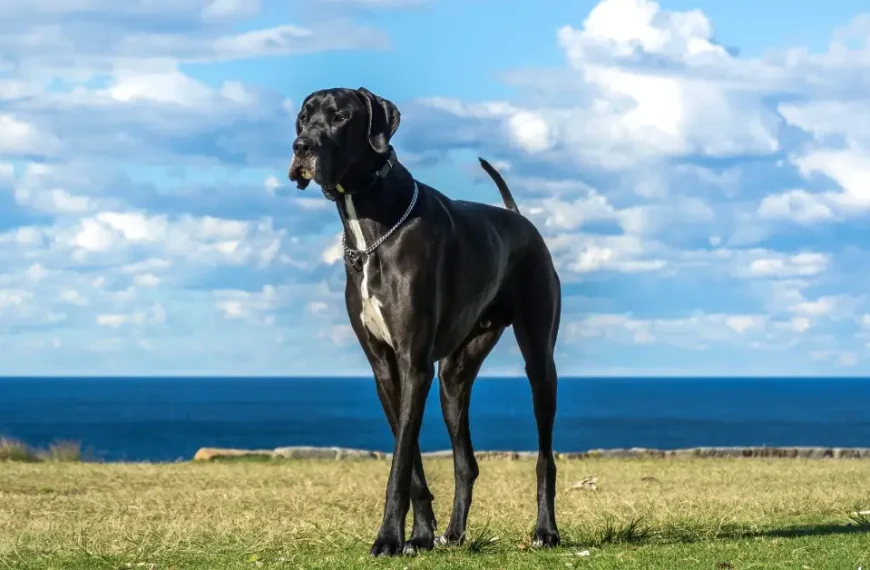 Our Top 12 Largest Dog Breeds – Our Favorite Pick At Number 3 Will Amaze You 2024